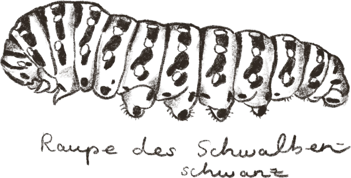 Illustration: Raupe
