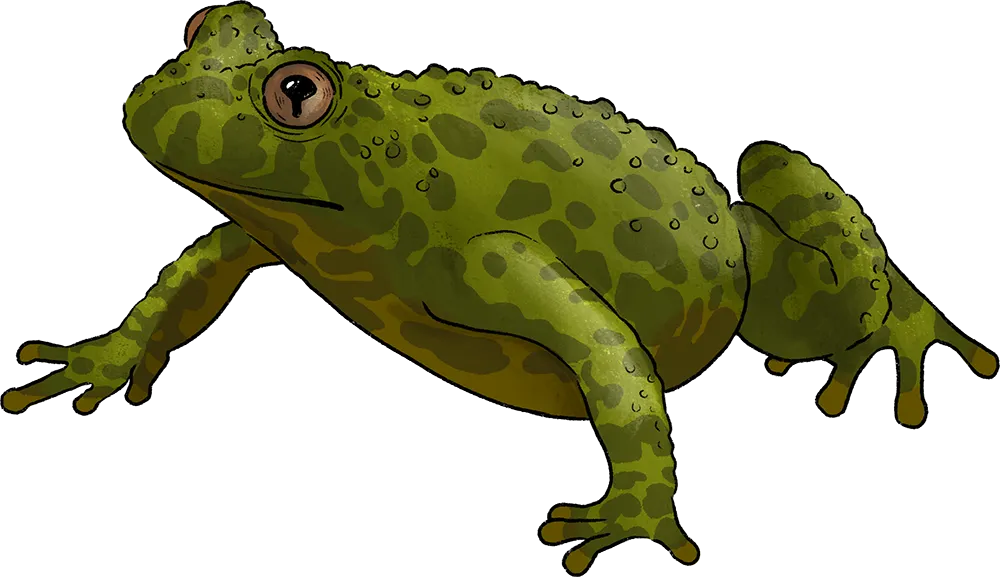 Illustration: Kröte